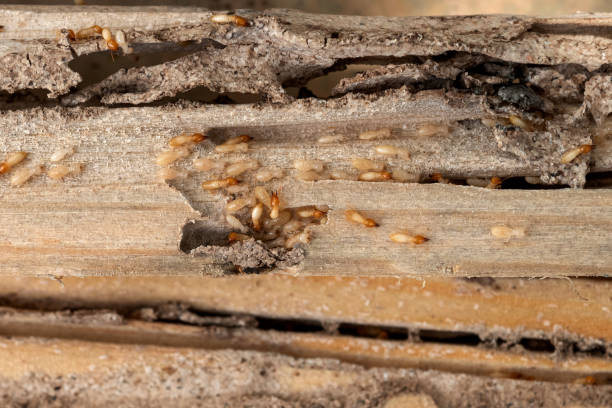 Trusted Siesta Acres, TX Pest Control Experts